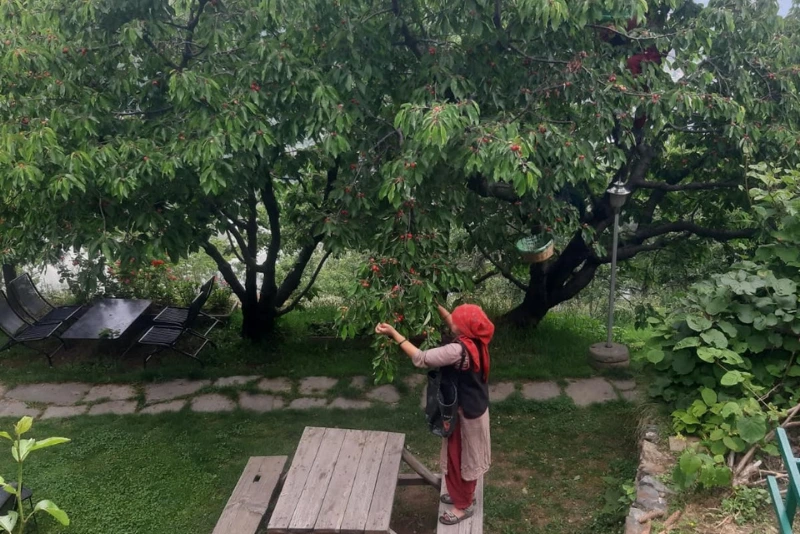 Fruit Plucking (Seasonal)